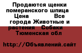 Продаются щенки померанского шпица › Цена ­ 45 000 - Все города Животные и растения » Собаки   . Тюменская обл.